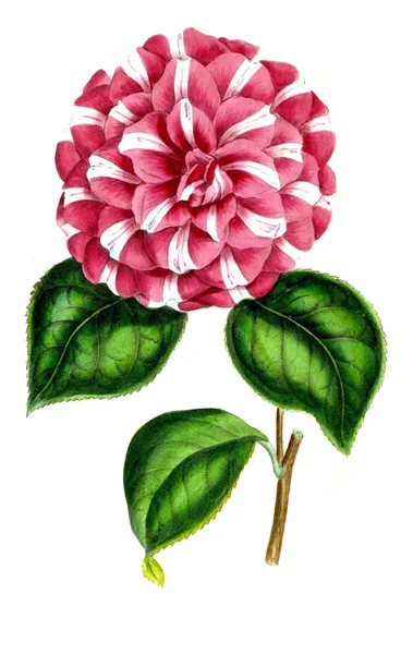 Illustration Handflatan Annales Societe Royale Agriculture Botanique Gand — Stockfoto