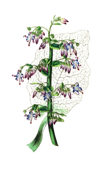 Иллюстрация Пальнта Annales Societe Royale Agriculture Botanique Gand — стоковое фото