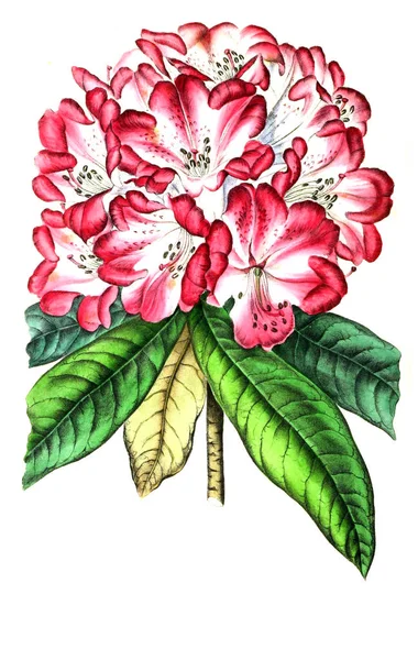 Ілюстрація Підпаленої Annales Societe Royale Agriculale Botanique Gand — стокове фото