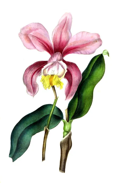 Illustration Von Palnt Annales Societe Royale Agriculture Botanique Gand — Stockfoto