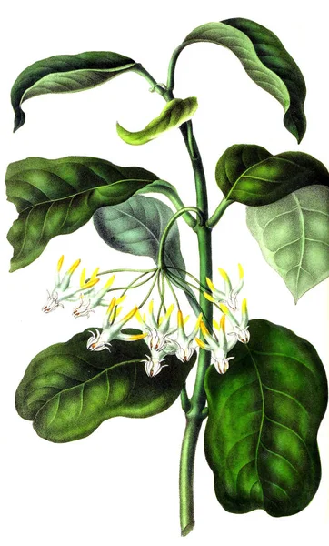 Illustration Palnt Annales Société Royale Agriculture Botanique Gand — Photo