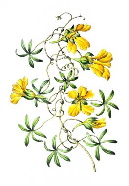 Palnt 'ın tasviri. Annales de la Societe kraliyet tarımı et de botanique de Gand