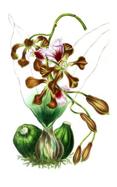 Palnt 'ın tasviri. Annales de la Societe kraliyet tarımı et de botanique de Gand