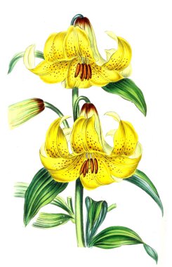 Palnt 'ın tasviri. Annales de la Societe kraliyet tarımı et de botanique de Gand