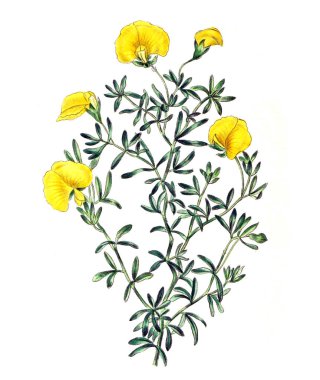 Palnt 'ın tasviri. Annales de la Societe kraliyet tarımı et de botanique de Gand