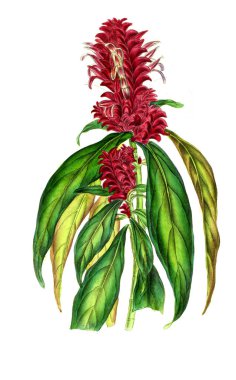 Palnt 'ın tasviri. Annales de la Societe kraliyet tarımı et de botanique de Gand