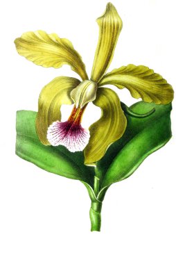 Palnt 'ın tasviri. Annales de la Societe kraliyet tarımı et de botanique de Gand