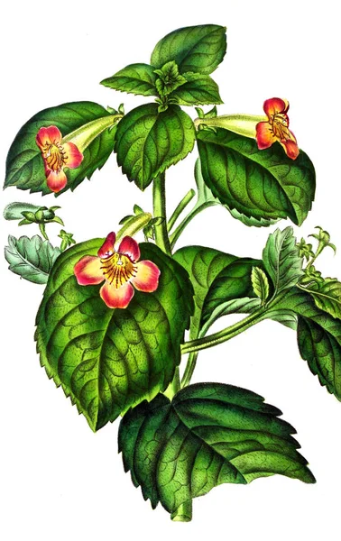 Illustrazione Palnt Annales Societe Royale Agriculture Botanique Gand — Foto Stock