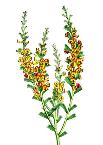 Illustration Handflatan Annales Societe Royale Agriculture Botanique Gand — Stockfoto