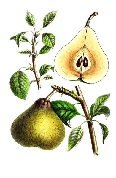 Palnt Illusztrációja Annales Societe Royale Agriculture Botanique Gand Megye — Stock Fotó