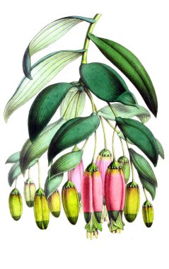 Palnt 'ın tasviri. Annales de la Societe kraliyet tarımı et de botanique de Gand