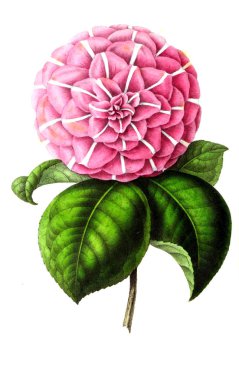 Palnt 'ın tasviri. Annales de la Societe kraliyet tarımı et de botanique de Gand