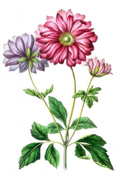 Palnt 'ın tasviri. Annales de la Societe kraliyet tarımı et de botanique de Gand