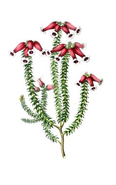 Palnt 'ın tasviri. Annales de la Societe kraliyet tarımı et de botanique de Gand