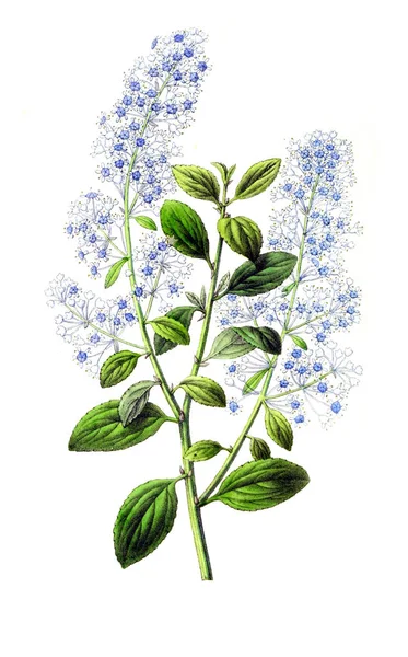 Illustration Von Palnt Annales Societe Royale Agriculture Botanique Gand — Stockfoto