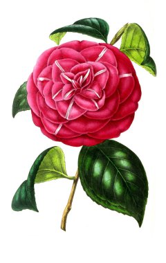 Palnt 'ın tasviri. Annales de la Societe kraliyet tarımı et de botanique de Gand