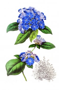 Palnt 'ın tasviri. Annales de la Societe kraliyet tarımı et de botanique de Gand