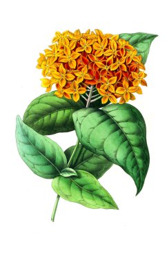 Palnt 'ın tasviri. Annales de la Societe kraliyet tarımı et de botanique de Gand