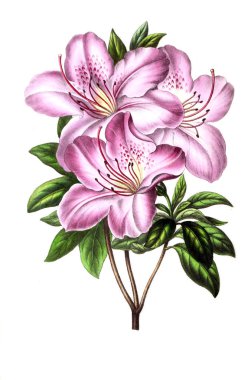 Palnt 'ın tasviri. Annales de la Societe kraliyet tarımı et de botanique de Gand