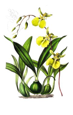 Palnt 'ın tasviri. Annales de la Societe kraliyet tarımı et de botanique de Gand