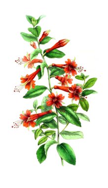 Palnt 'ın tasviri. Annales de la Societe kraliyet tarımı et de botanique de Gand