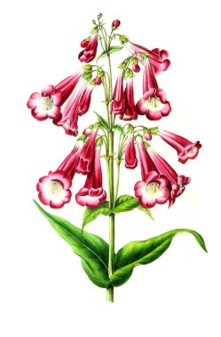 Palnt 'ın tasviri. Annales de la Societe kraliyet tarımı et de botanique de Gand