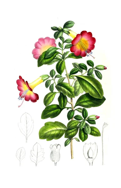 Ilustração Palnt Annales Societe Royale Agriculture Botanique Gand — Fotografia de Stock