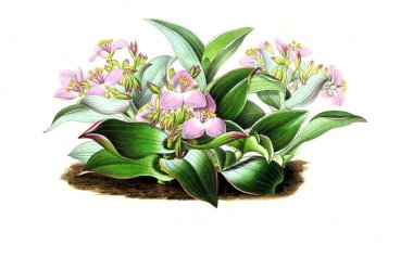 Palnt 'ın tasviri. Annales de la Societe kraliyet tarımı et de botanique de Gand