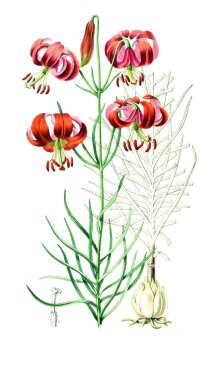 Palnt 'ın tasviri. Annales de la Societe kraliyet tarımı et de botanique de Gand