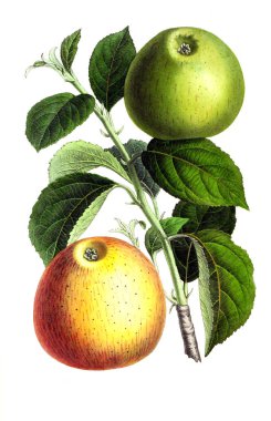 Illustration of palnt. Annales de la Societe royale d'agriculture et de botanique de Gand clipart