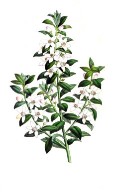 Palnt 'ın tasviri. Annales de la Societe kraliyet tarımı et de botanique de Gand