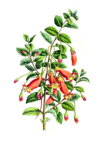 Ilustrace Palttu Annales Societe Royale Agriculture Botanique Gand — Stock fotografie