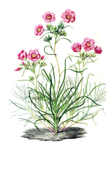 Εικονογράφηση Του Παλντ Annales Societe Royale Agriculture Botanique Gand — Φωτογραφία Αρχείου