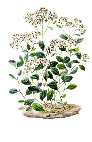 Illustration Palnt Annales Societe Royale Agriculture Botanique Gand — Stock Photo, Image