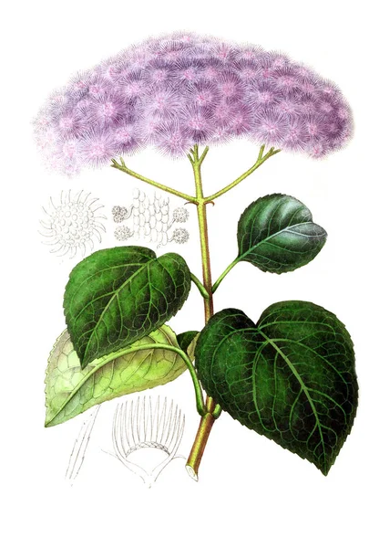 Ilustracja Palnt Annales Societe Royale Agriculture Botanique Gand — Zdjęcie stockowe