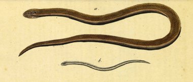 Bir sürüngen Illustration. Fauna Boica oder gemeinnutzige Naturgeschichte 