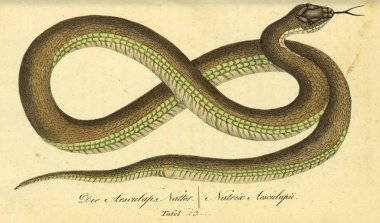 Bir sürüngen Illustration. Fauna Boica oder gemeinnutzige Naturgeschichte 