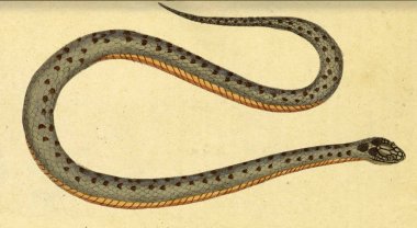 Bir sürüngen Illustration. Fauna Boica oder gemeinnutzige Naturgeschichte 