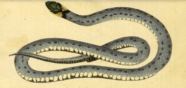Bir sürüngen Illustration. Fauna Boica oder gemeinnutzige Naturgeschichte 