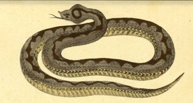 Bir sürüngen Illustration. Fauna Boica oder gemeinnutzige Naturgeschichte 