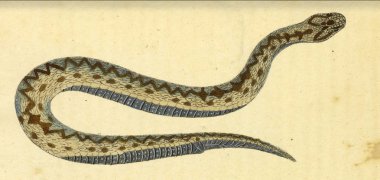 Bir sürüngen Illustration. Fauna Boica oder gemeinnutzige Naturgeschichte 