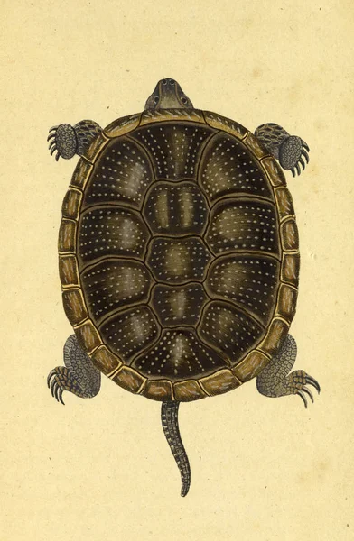 Illustratie Van Een Reptiel Fauna Boica Oder Gemeinnutzige Naturgeschichte — Stockfoto