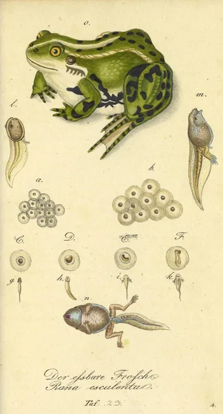 Bir Sürüngen Illustration Fauna Boica Oder Gemeinnutzige Naturgeschichte — Stok fotoğraf