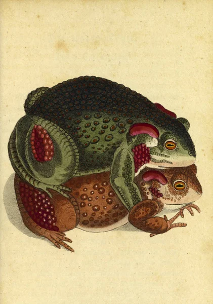 Illustration Eines Reptils Fauna Boica Oder Gemeinnützige Naturgeschichte — Stockfoto