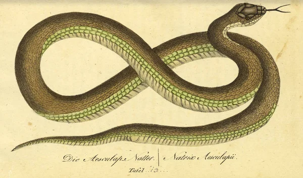 Illustration Reptile Faune Boica Oder Gemeinnutzige Naturgeschichte — Photo
