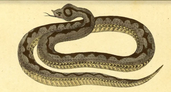 Ilustración Reptil Fauna Boica Oder Gemeinnutzige Naturgeschichte — Foto de Stock