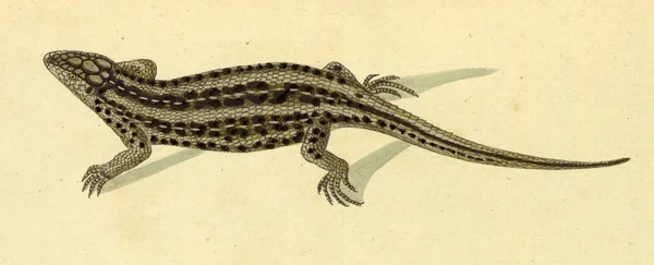 爬行动物的例证 Boica Gemeinnutzige Naturgeschichte — 图库照片