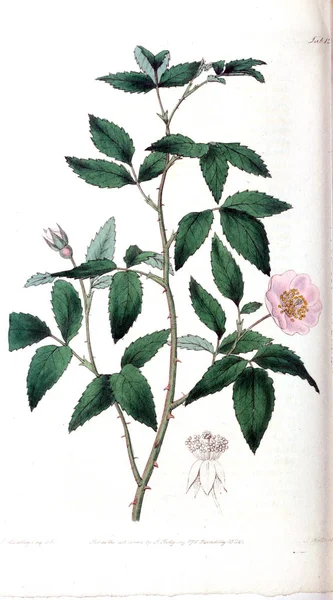 Illustration Roses Rosarum Monographia Une Histoire Botanique Des Roses — Photo