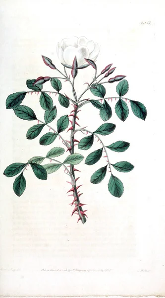 Ілюстрація Троянди Rosarum Monographia Або Ботанічні Історії Троянди — стокове фото