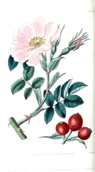 Ilustrasi Dari Bunga Mawar Rosarum Monographia Atau Sejarah Botani Mawar — Stok Foto